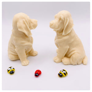 Golden Retriever- Set of 2 - Gift Boxed