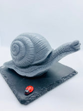 Load image into Gallery viewer, Slimer The Snail - 160g
